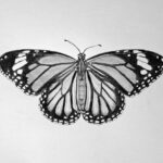 Drawing a Realistic Monarch Butterfly Featured