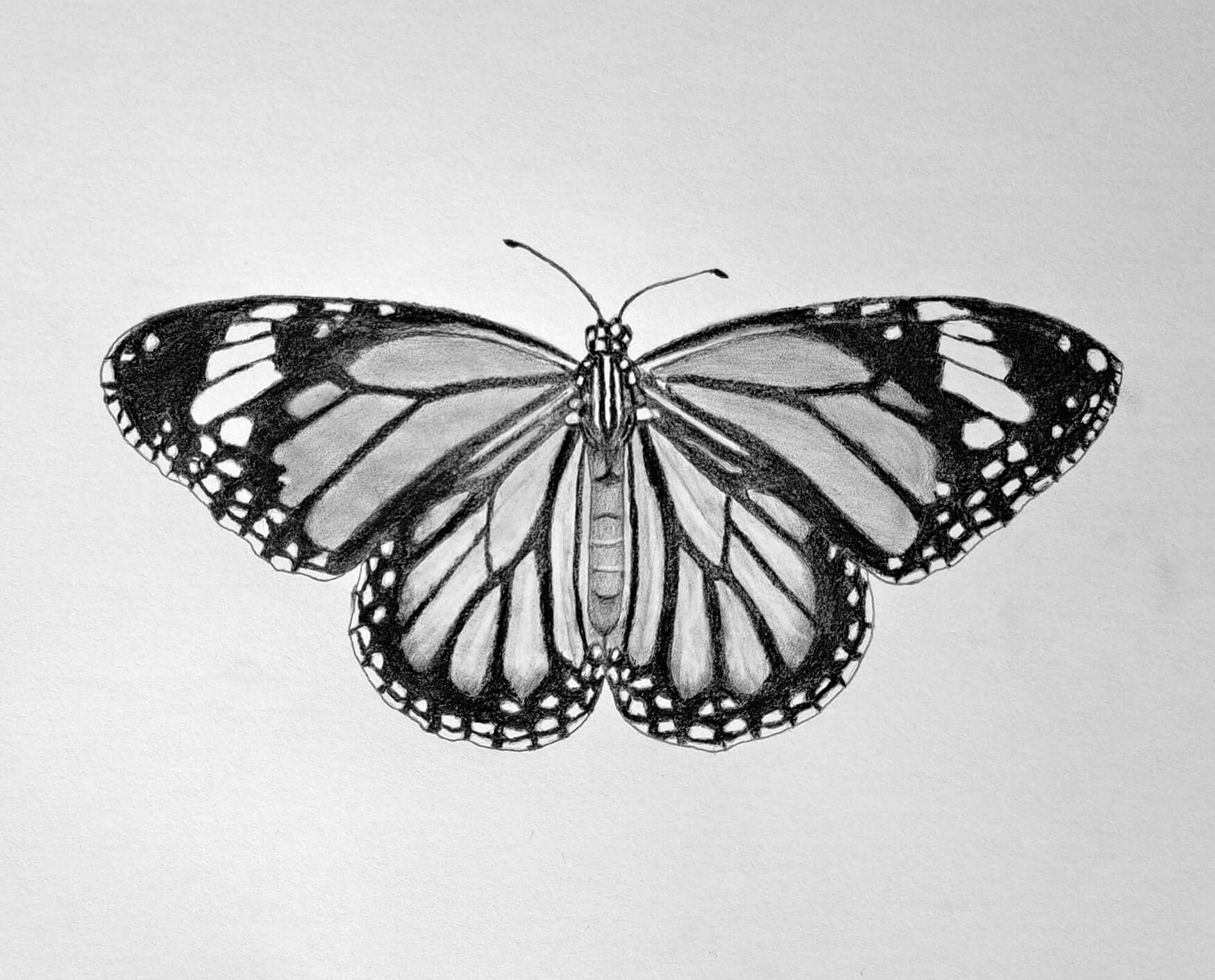 Butterfly Sketches Butterfly Sketches