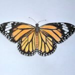 How to Draw a Butterfly Step by Step Featured