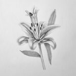Lily Flower Drawing for Beginners Featured