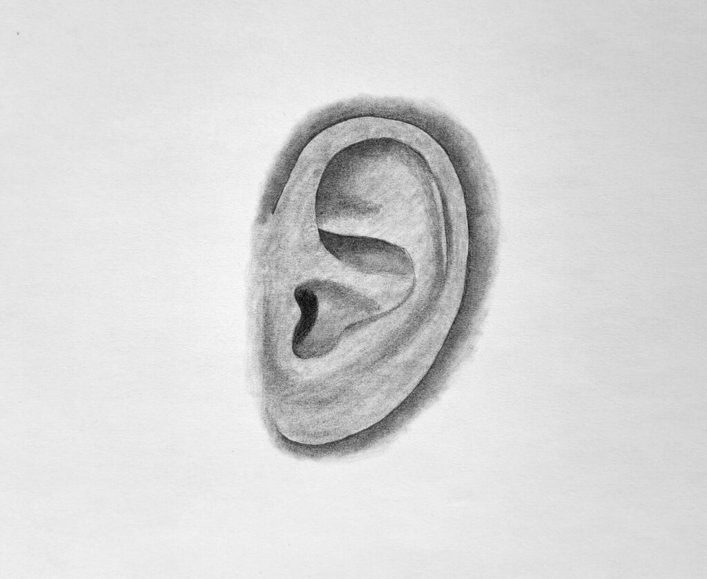 4. Shading the shadows near the concha and crus