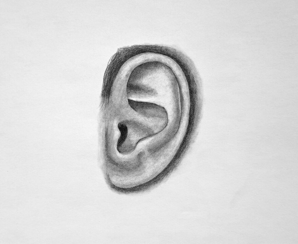 Steps to Draw an Ear from the Side Featured