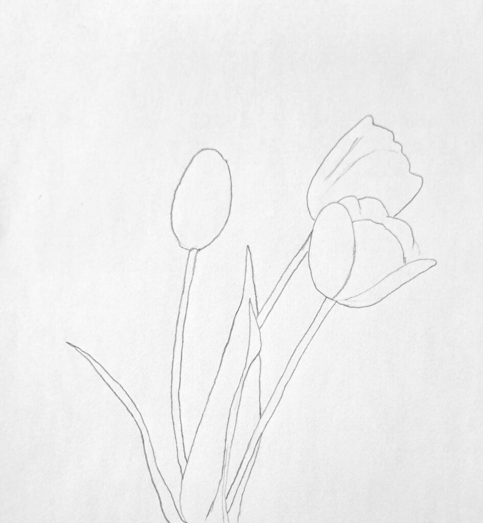 1. Easy sketch of the tulips