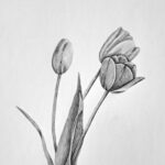 Drawing Tulip Flowers Featured