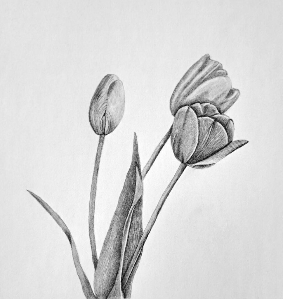 Drawing Tulip Flowers Featured