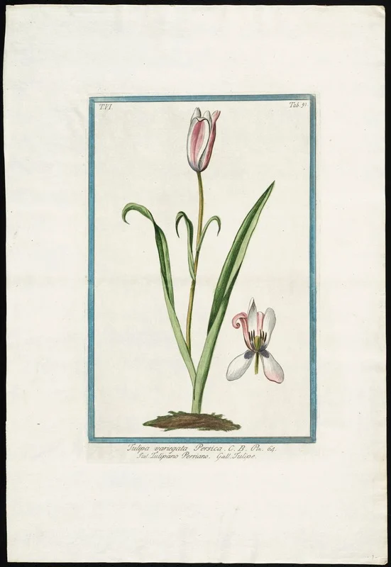 Tulipa variegata (1772-1796; Magdalena Bouchard) Illustration