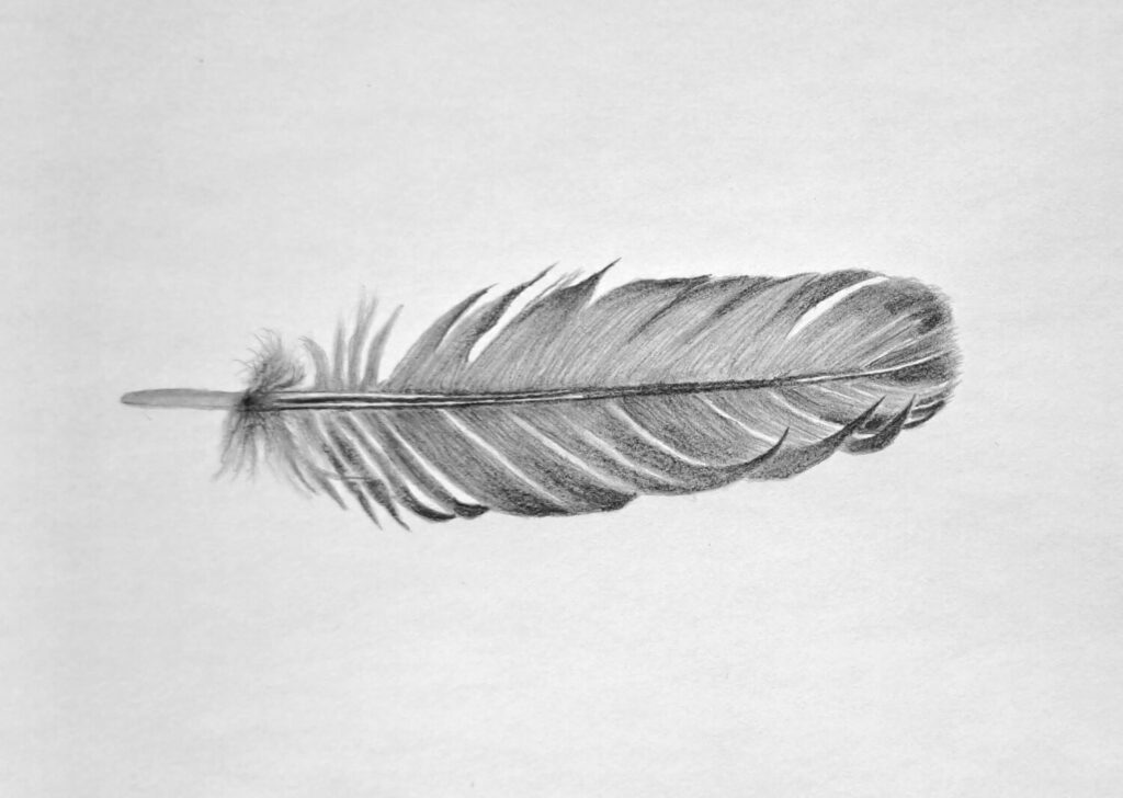 Drawing a single feather