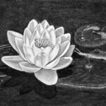 How to Draw a Lotus Flower Featured