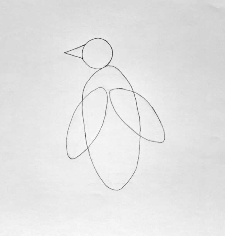 Penguin Basic Shape 5 Steps on How to Draw a Penguin (Realistic) | Muus Art