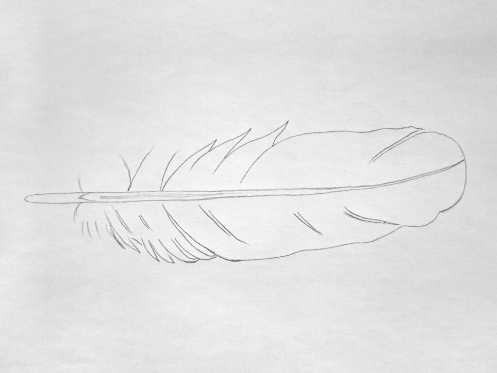 2. Outline the overall feather shape (vane)