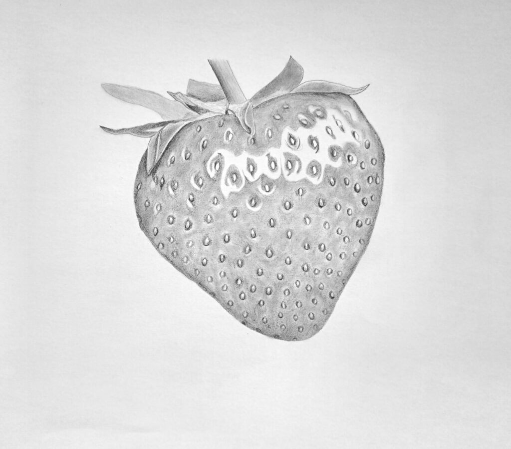 6. Shading the stem, leaves, and calyx