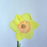 How to Draw a Daffodil Featured
