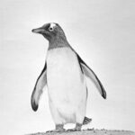 How to Draw a Penguin Featured