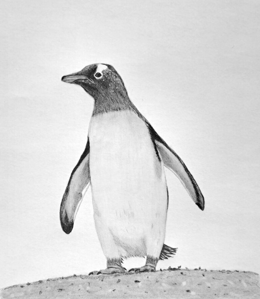 How to Draw a Penguin Featured