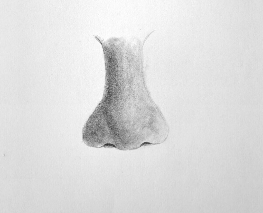 2. Define the nostrils