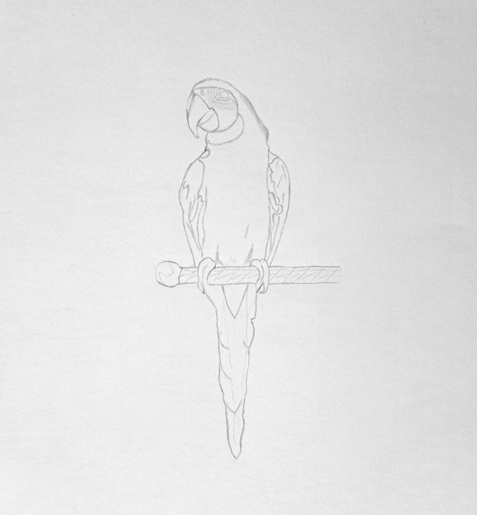 1. Sketching the Parrot