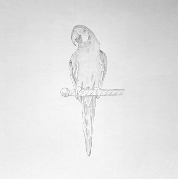 Parrot Basic Design The Definitive Tutorial for Drawing a Parrot | Muus Art