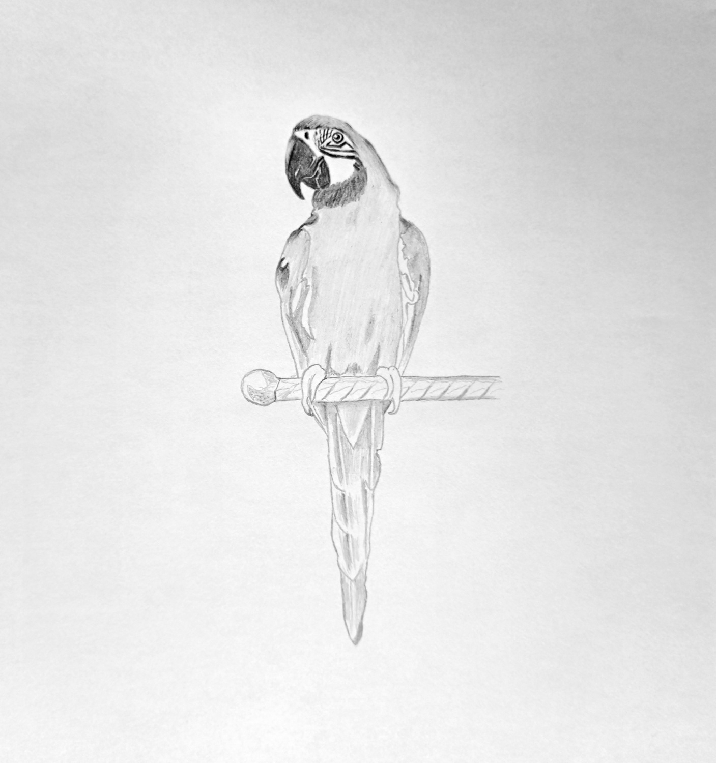 The Definitive Tutorial for Drawing a Parrot | Muus Art