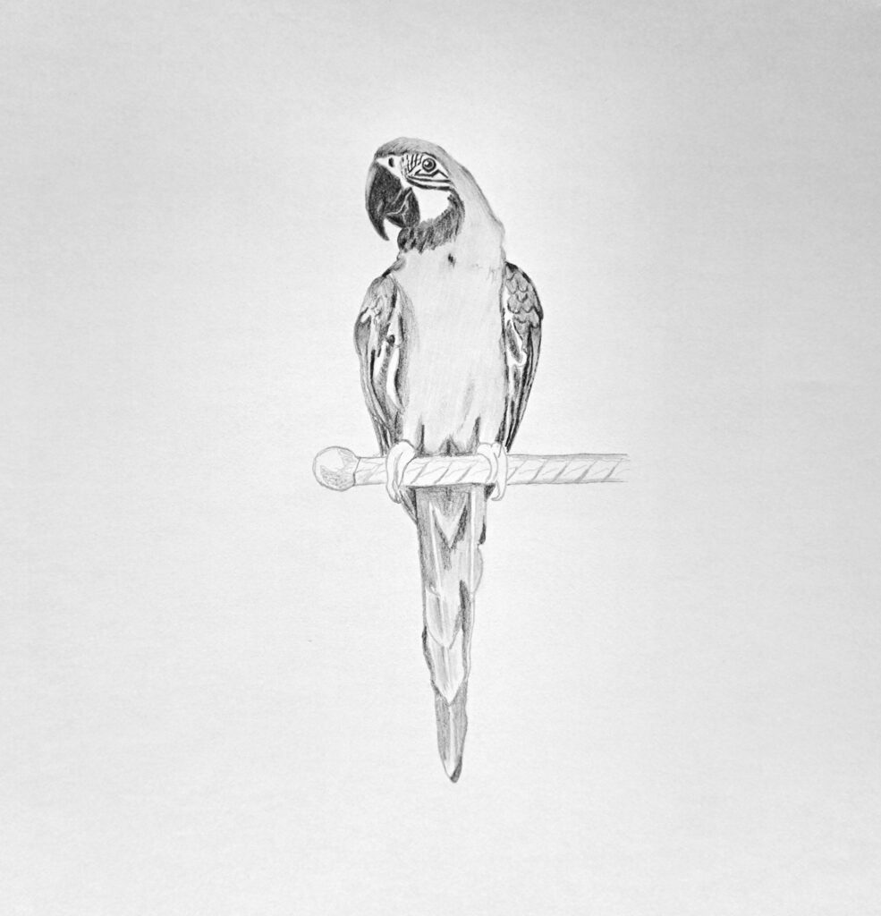 4. Shade the Parrot's Body