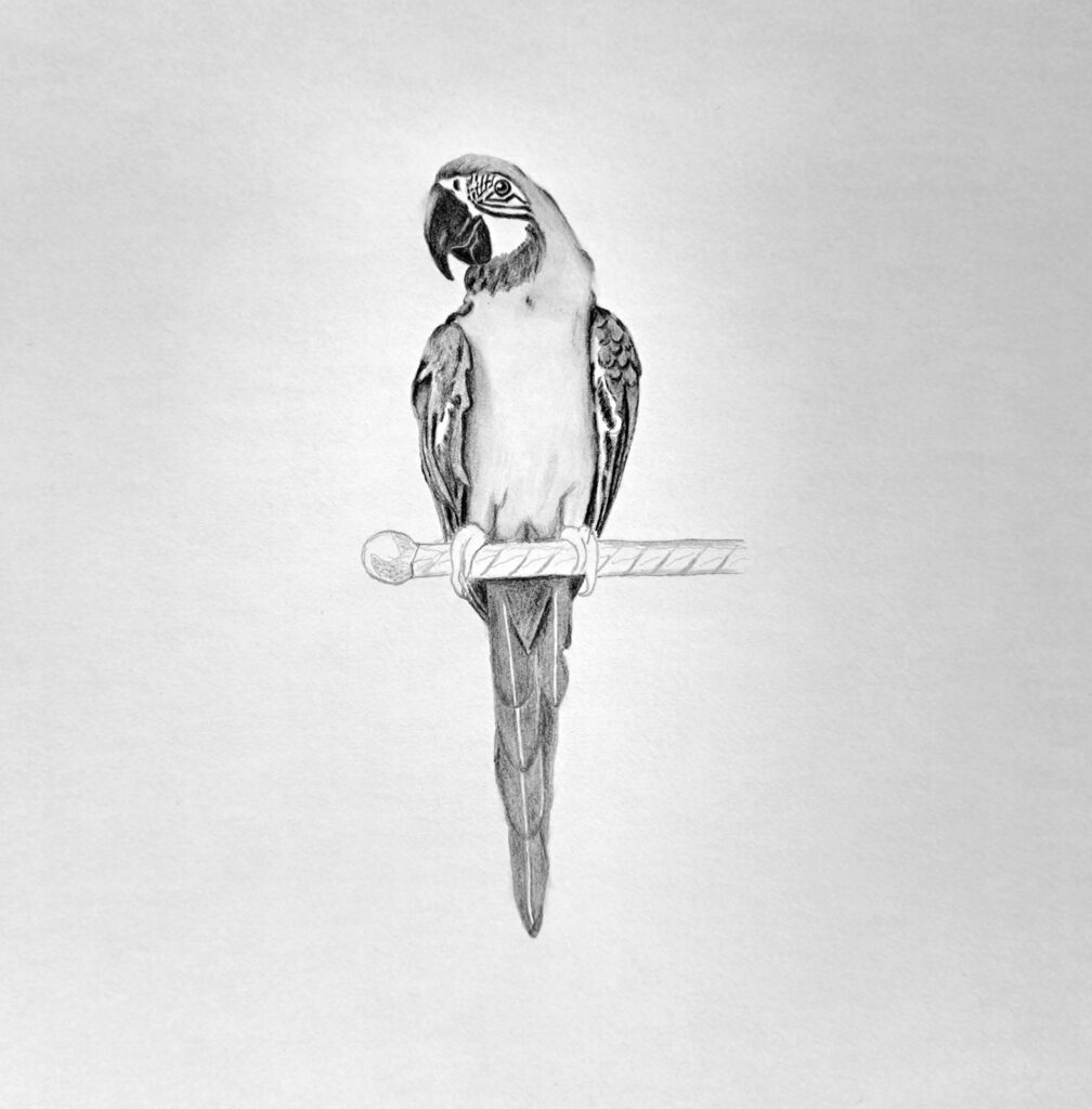 5. Shade the Parrot Tail Wings