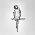 Drawing a Parrot Featured