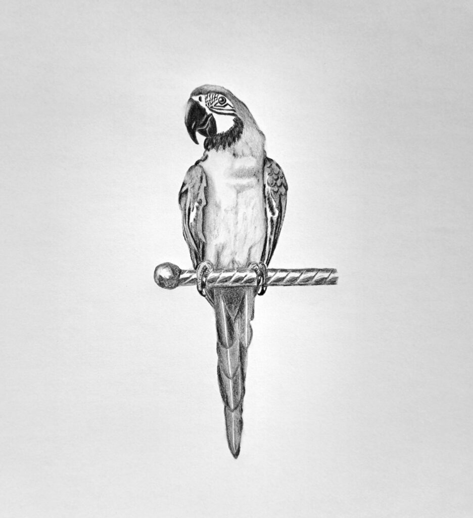 Drawing a Parrot Featured