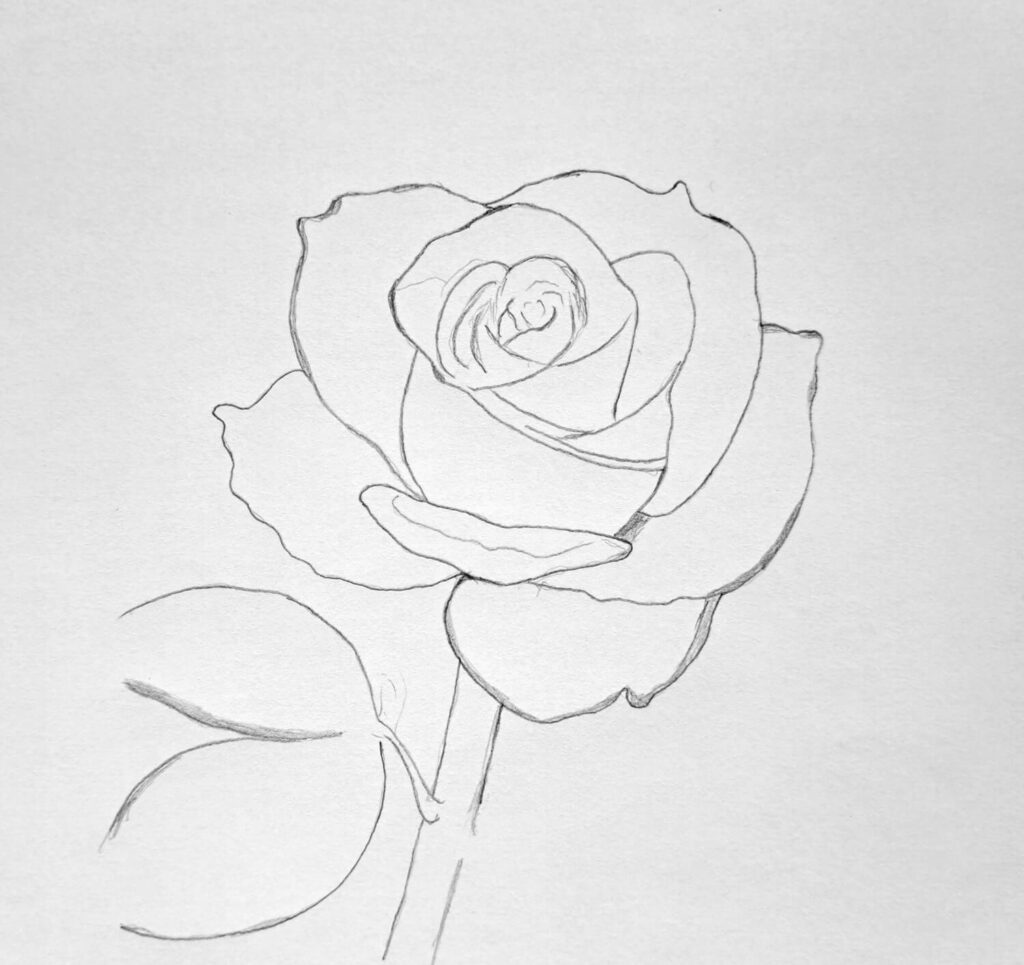 1. Basic Line Sketch of a Rose