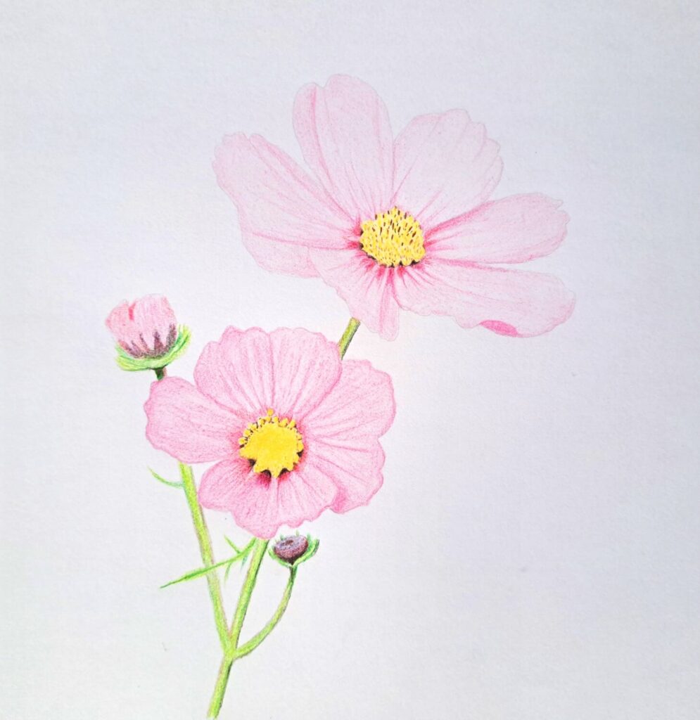 5. Complete by Coloring the Stem and Buds