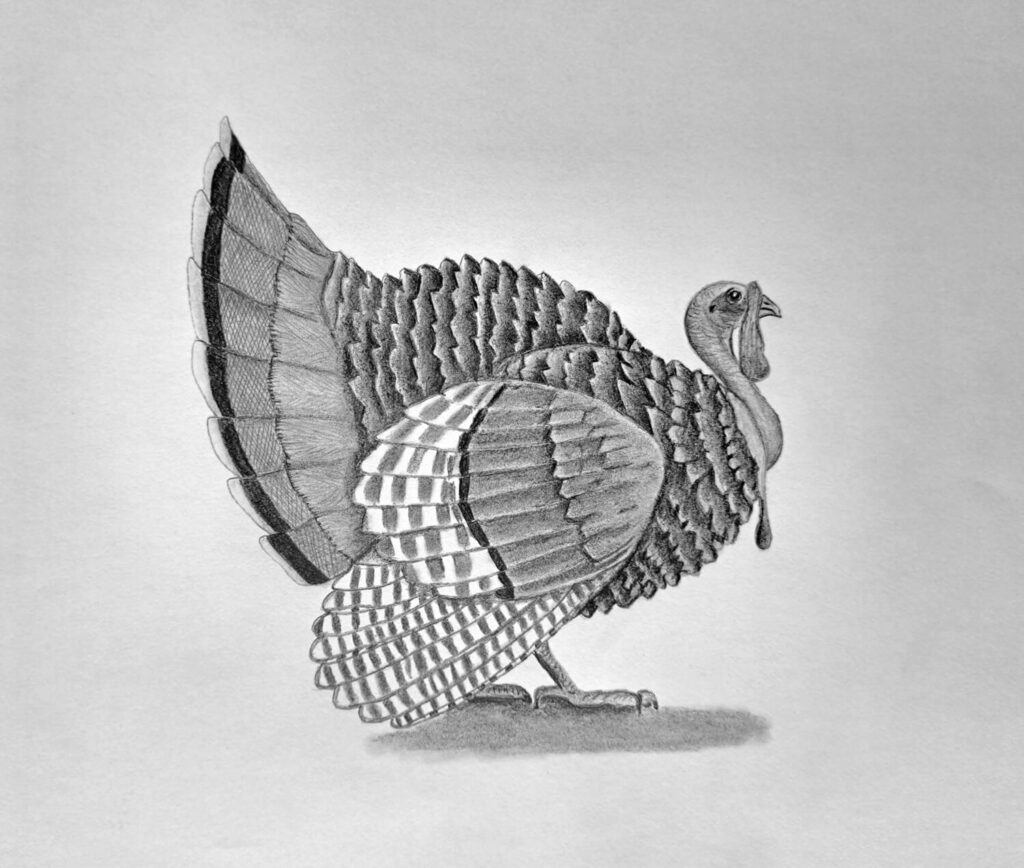 6. Complete Drawing the Turkey