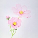 Drawing Cosmos Flowers with Colored Pencils Featured