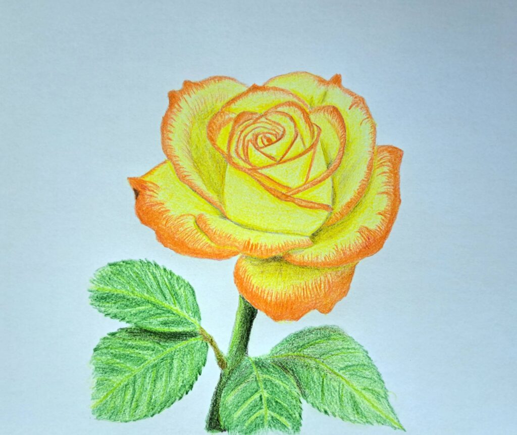 Drawing a Rose with Colored Pencils Featured