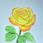 Drawing a Rose with Colored Pencils Featured