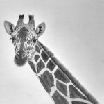 Guide to Drawing a Giraffe Featured