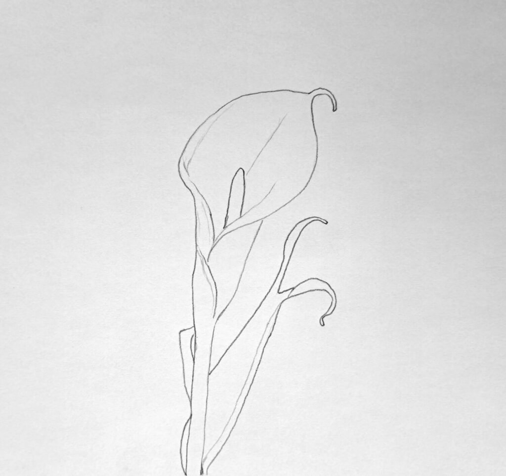 sketching the calla lily outline