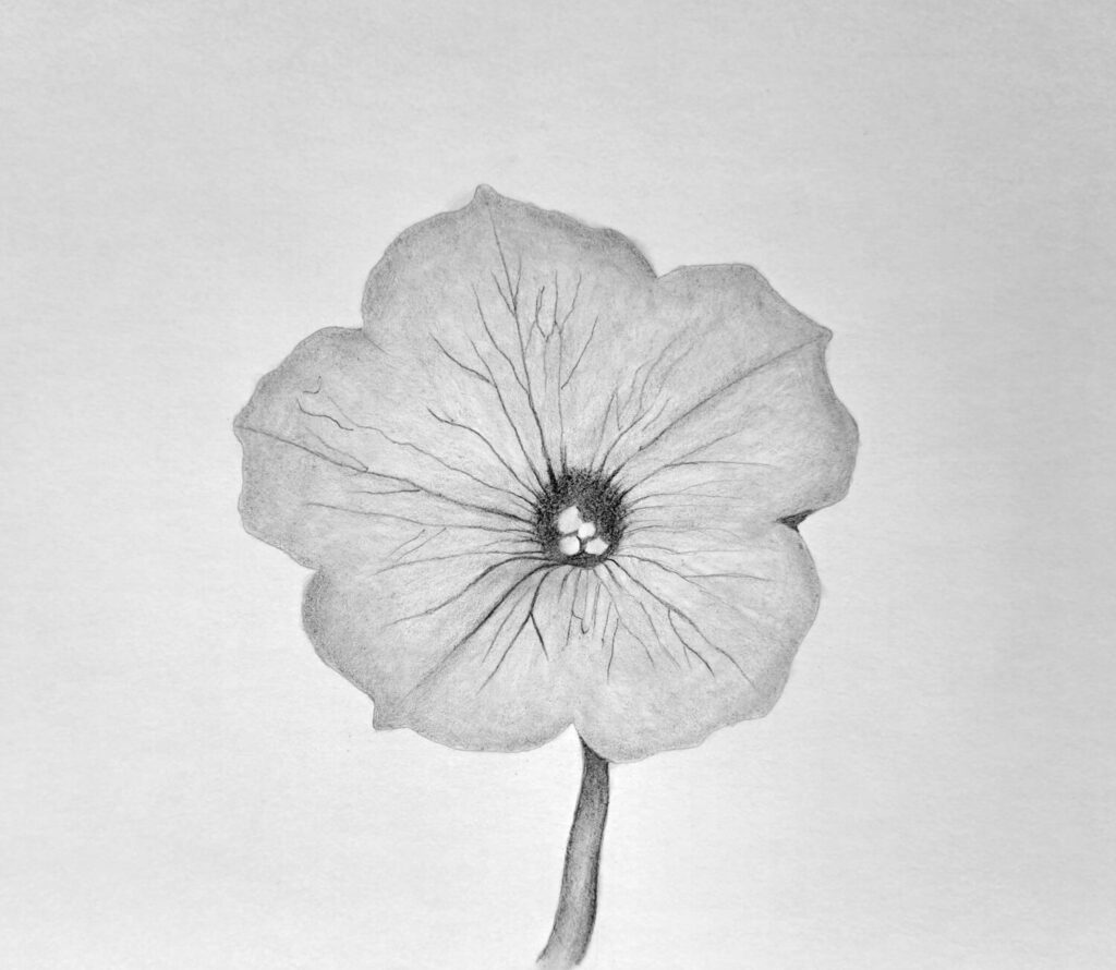 3. The midtones -  Shade the whole flower