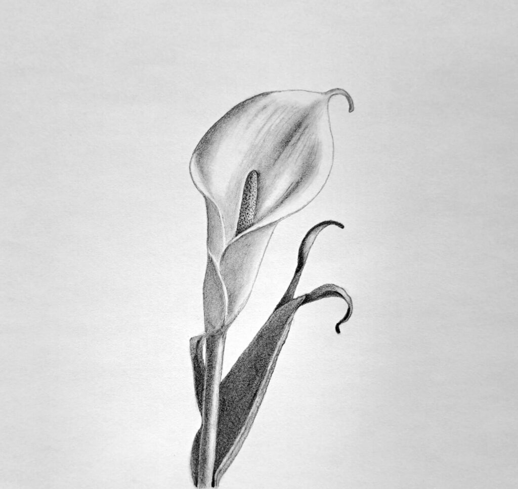 4. Complete calla lily drawing - Shading the spadix
