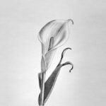 Drawing Calla Lily Flower Featured