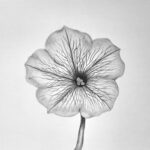 Drawing a Petunia Flower Featured