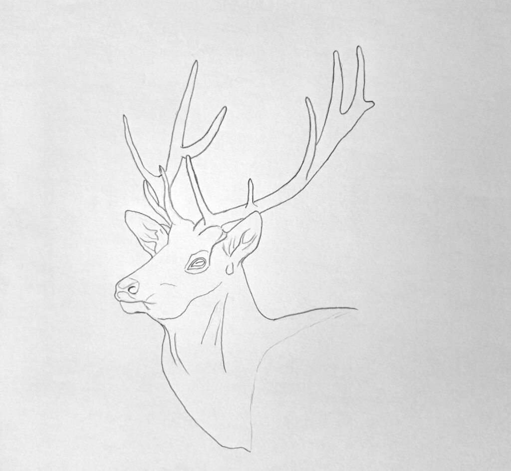 1. Sketching the Elk Outline