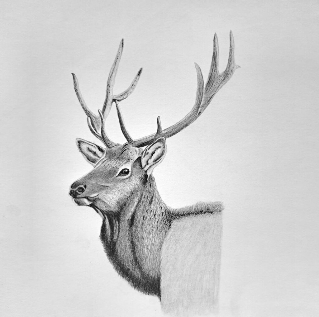 5. Final Drawing - Creating Depth, Texture and Contrast