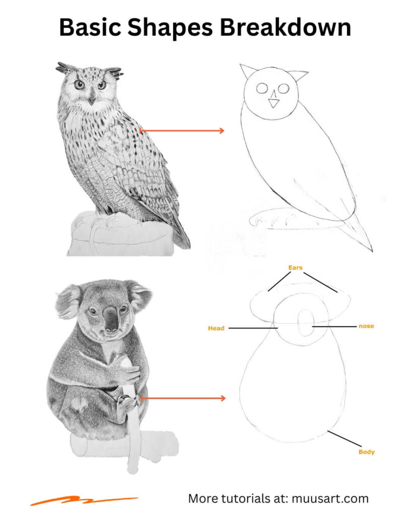 Basic Shapes Breakdown Illustration