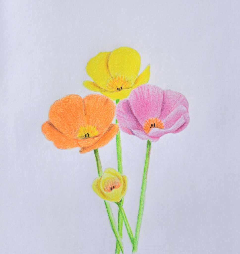 Drawing Poppy Flowers Featured